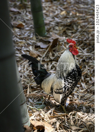 A rooster crowing in the bamboo forest against the background of dry leaves A rooster crowing in the bamboo forest against the background of dry leaves 102448423