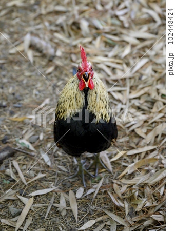 A rooster crowing in the forest against the background of dry leaves A rooster crowing in the forest against the background of dry leaves 102448424