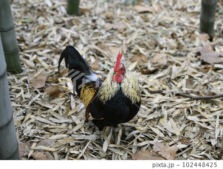 A rooster crowing in the bamboo forest against the background of dry leaves A rooster crowing in the bamboo forest against the background of dry leaves 102448425