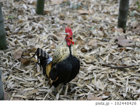 A rooster crowing in the bamboo forest against the background of dry leaves A rooster crowing in the bamboo forest against the background of dry leaves 102448426