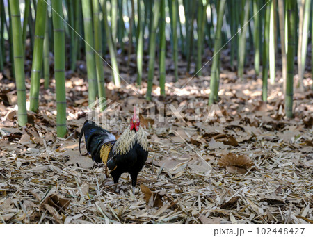 A rooster in a bamboo forest A rooster in a bamboo forest 102448427