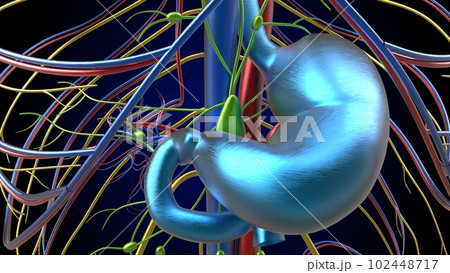 Human stomach anatomy for medical concept 3D rendering 102448717