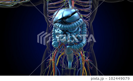 Human digestive system anatomy for medical concept 3D rendering Human digestive system anatomy for medical concept 3D rendering 102449079