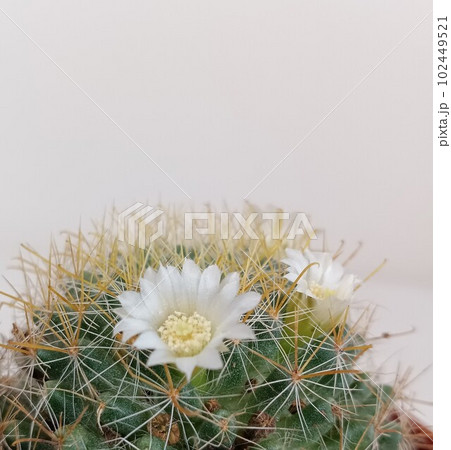 花咲くサボテン 白7の写真素材 [102449521] - PIXTA