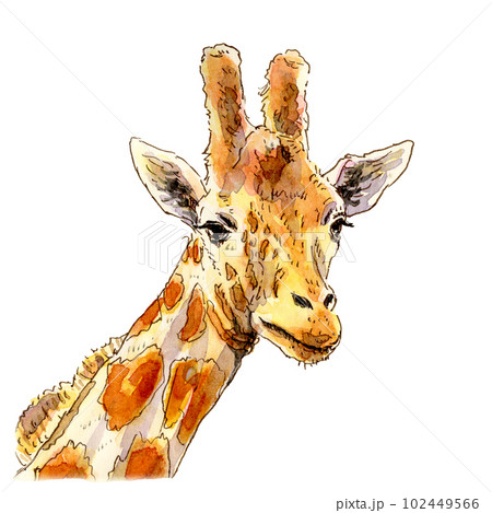 キリンの顔透過のイラスト素材 [102449566] - PIXTA