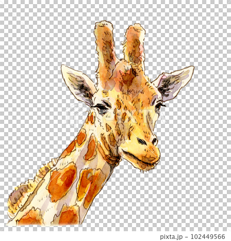 キリンの顔透過のイラスト素材 [102449566] - PIXTA