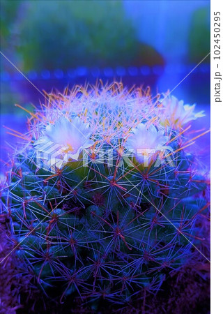 花咲くサボテン　白12 102450295