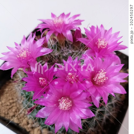 花咲くサボテン52 102450297