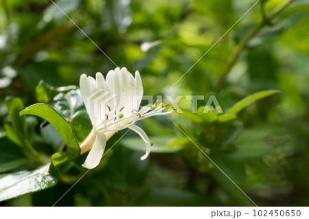 唇形の白いスイカズラの花をクローズアップ 唇形の白いスイカズラの花をクローズアップ 102450650