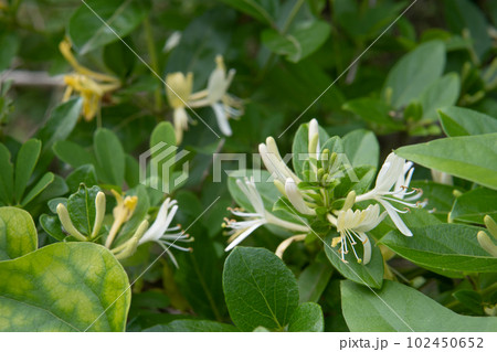 白から黄色に変わっていくスイカズラの花と蕾 102450652