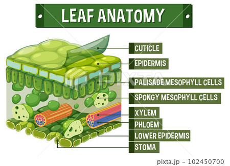 Internal structure of leaf diagram 102450700