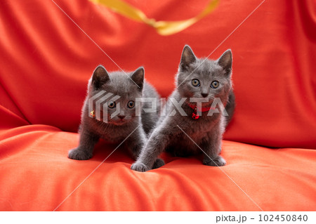 2匹のシャルトリューの子猫 2匹のシャルトリューの子猫 102450840