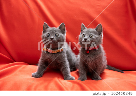 2匹のシャルトリューの子猫 2匹のシャルトリューの子猫 102450849