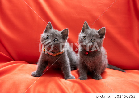 2匹のシャルトリューの子猫 102450853
