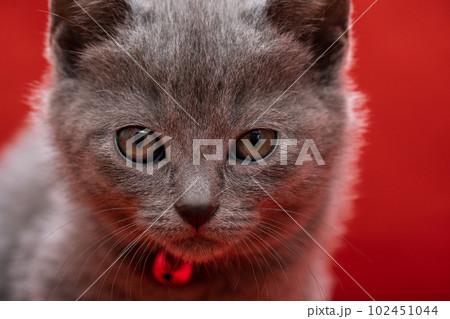 シャルトリューの子猫 102451044