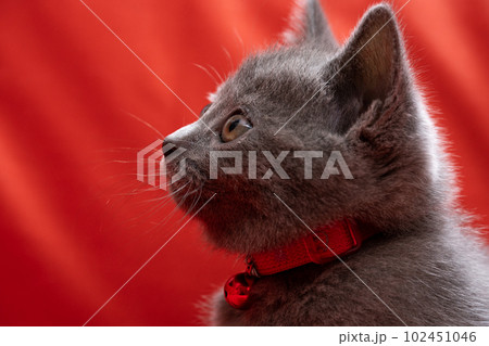シャルトリューの子猫 シャルトリューの子猫 102451046