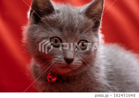 シャルトリューの子猫 シャルトリューの子猫 102451048