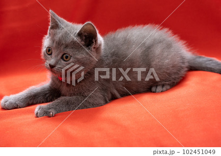 シャルトリューの子猫 シャルトリューの子猫 102451049