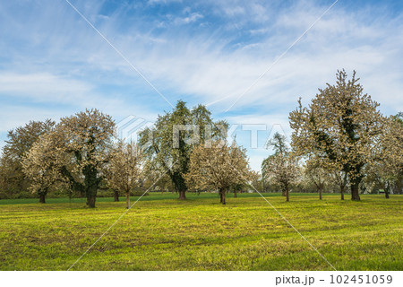 Blooming cherry tree garden (Prunus avium) in spring, Canton Thurgau, Switzerland 102451059