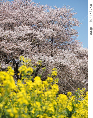 菜の花と桜 菜の花と桜 102451230