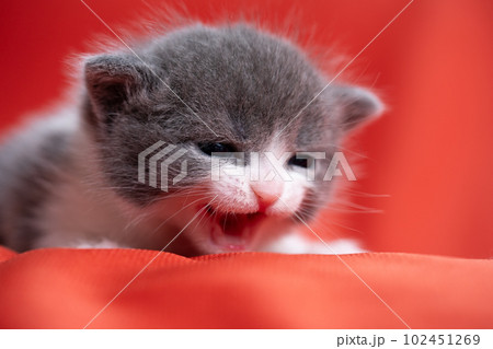 スコティッシュフォールドの子猫 スコティッシュフォールドの子猫 102451269