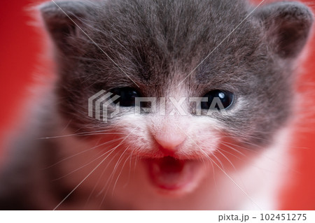 スコティッシュフォールドの子猫 スコティッシュフォールドの子猫 102451275