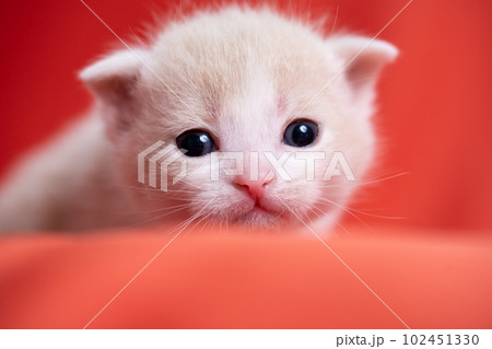 スコティッシュフォールドの子猫 102451330