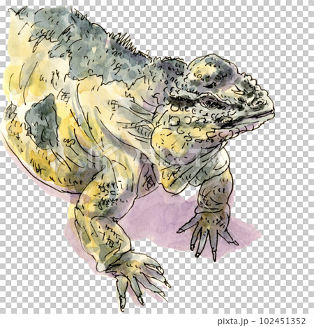 Iguana transparent upper body Iguana transparent upper body 102451352