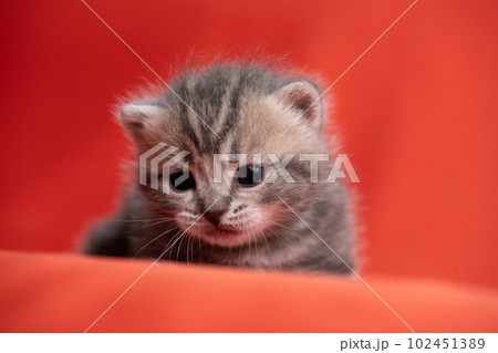 スコティッシュフォールドの子猫 102451389