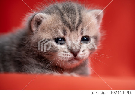 スコティッシュフォールドの子猫 102451393