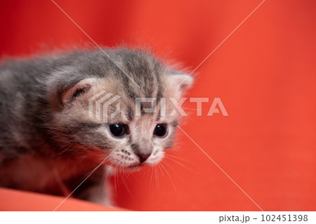 スコティッシュフォールドの子猫 102451398