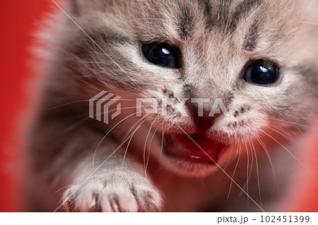 スコティッシュフォールドの子猫 102451399