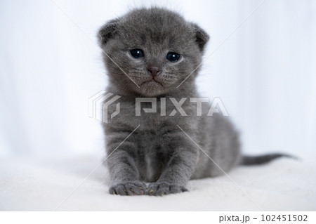 スコティッシュフォールドの子猫 スコティッシュフォールドの子猫 102451502