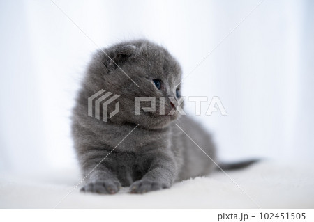 スコティッシュフォールドの子猫 スコティッシュフォールドの子猫 102451505