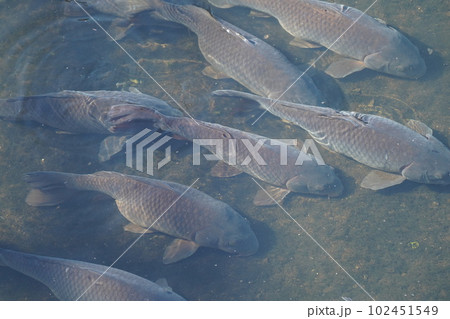 川にたくさん泳いでいるコイ 102451549