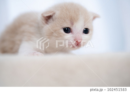 スコティッシュフォールドの子猫 102451583