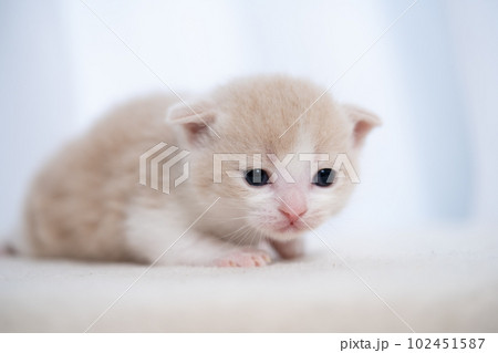 スコティッシュフォールドの子猫 スコティッシュフォールドの子猫 102451587
