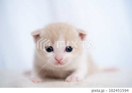 スコティッシュフォールドの子猫 スコティッシュフォールドの子猫 102451594