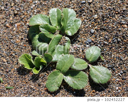 浜防風の新芽 浜防風の新芽 102452227