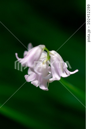 釣鐘水仙 102452299