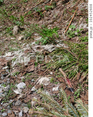 鹿の足と毛、襲われた後 102452608