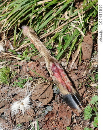 鹿の足と毛、襲われた後 102452610
