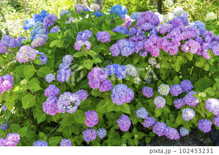 アジサイのピンクと青とムラサキと 102453231
