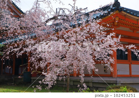 平安神宮 満開の桜 平安神宮 満開の桜 102453251