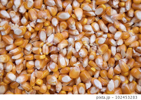 Close-up focus organic corn seed pattern texture Can be used as a background wallpaper 102453283