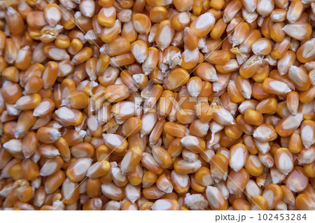 Close-up focus organic corn seed pattern texture Can be used as a background wallpaper Close-up focus organic corn seed pattern texture Can be used as a background wallpaper 102453284