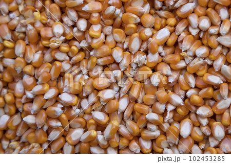 Close-up focus organic corn seed pattern texture Can be used as a background wallpaper 102453285