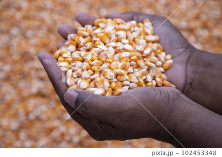 an agriculture concept in Corn seed hand  102453348