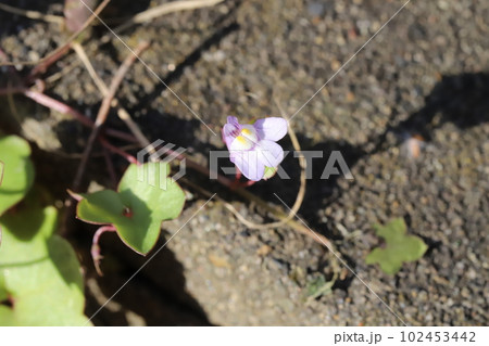 春の道端に咲くツタバウンランの薄紫色の花 春の道端に咲くツタバウンランの薄紫色の花 102453442