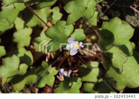 春の道端に咲くツタバウンランの薄紫色の花 102453443